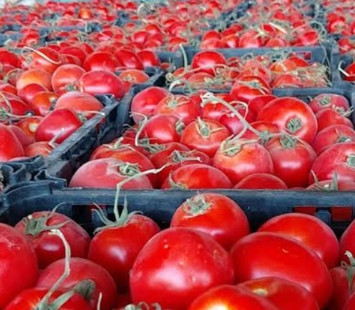 فروش گوجه فرنگی
