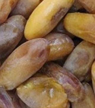 فروش خرما رطب