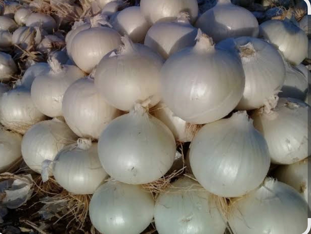 فروش پیازسفید
