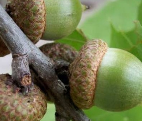 فروش بلوط (گیاه‌ دارویی)