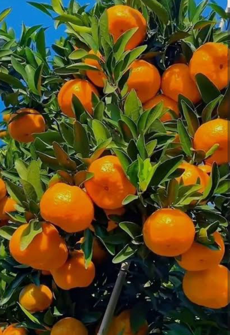 فروش نارنگی