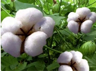 فروش پنبه