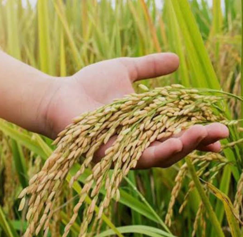 فروش شالی برنج فجر