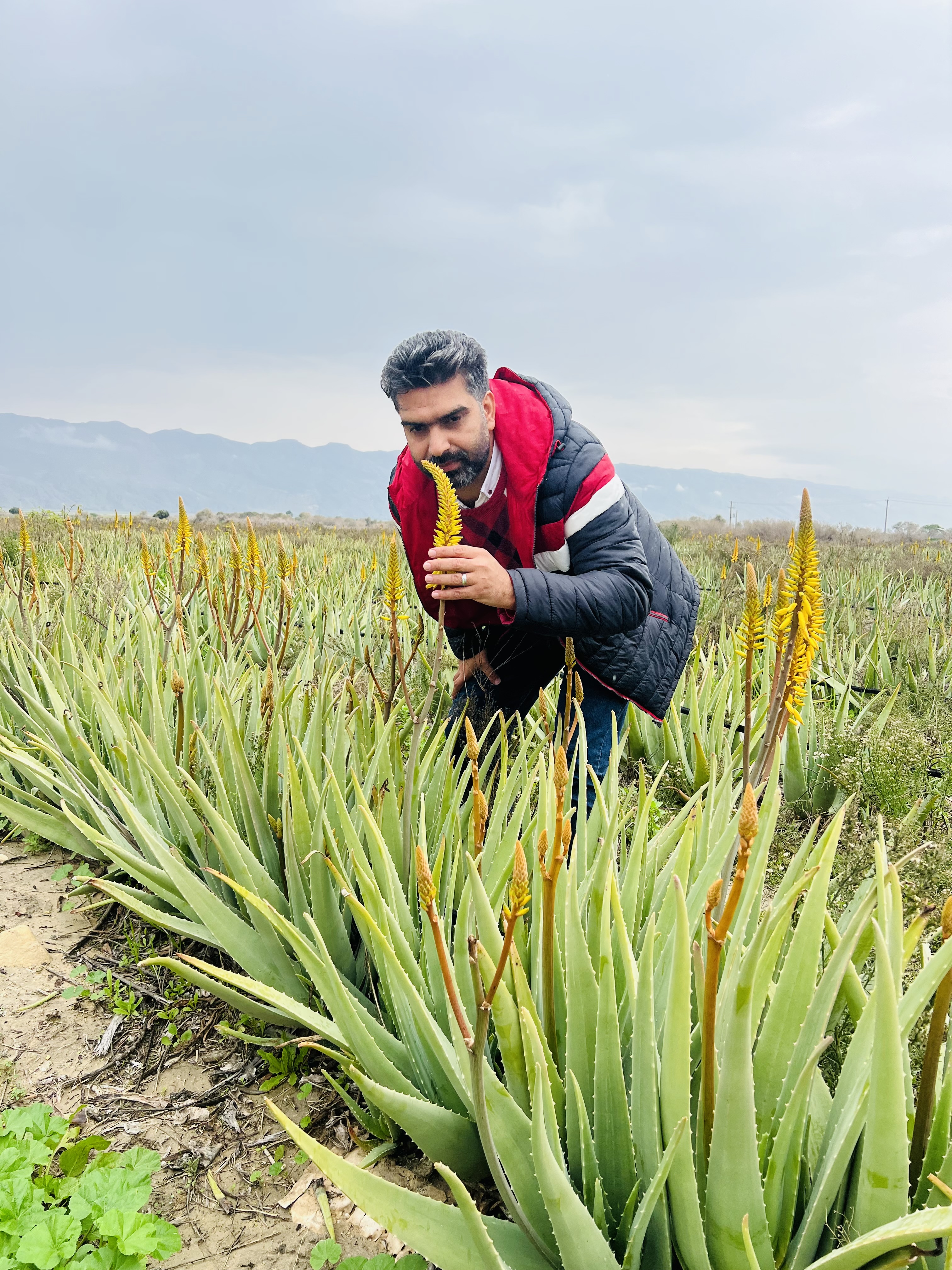 فروش آلوئه ورا (گیاه‌ دارویی)