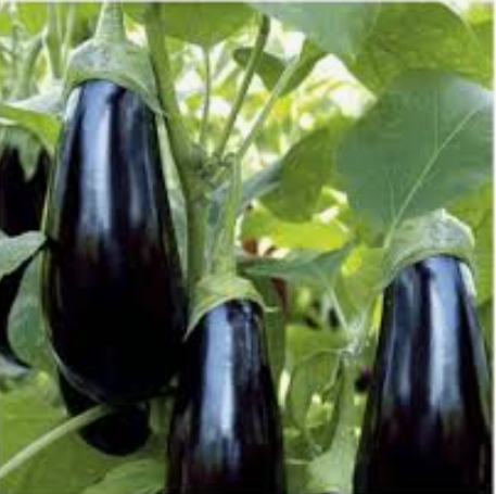 فروش بادمجان لامپی