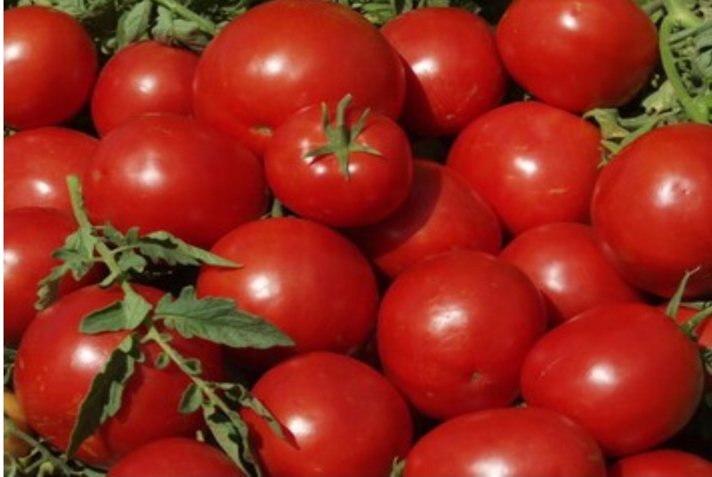 فروش گوجه فرنگی