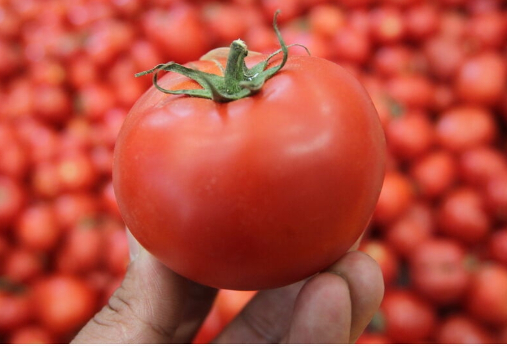 فروش گوجه فرنگی