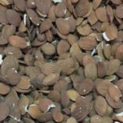 فروش  مغزهسته هلو