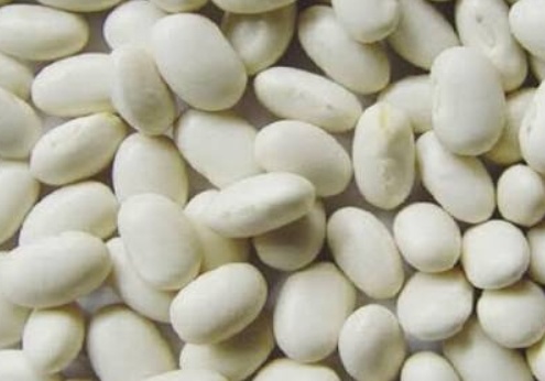 فروش لوبیا سفید