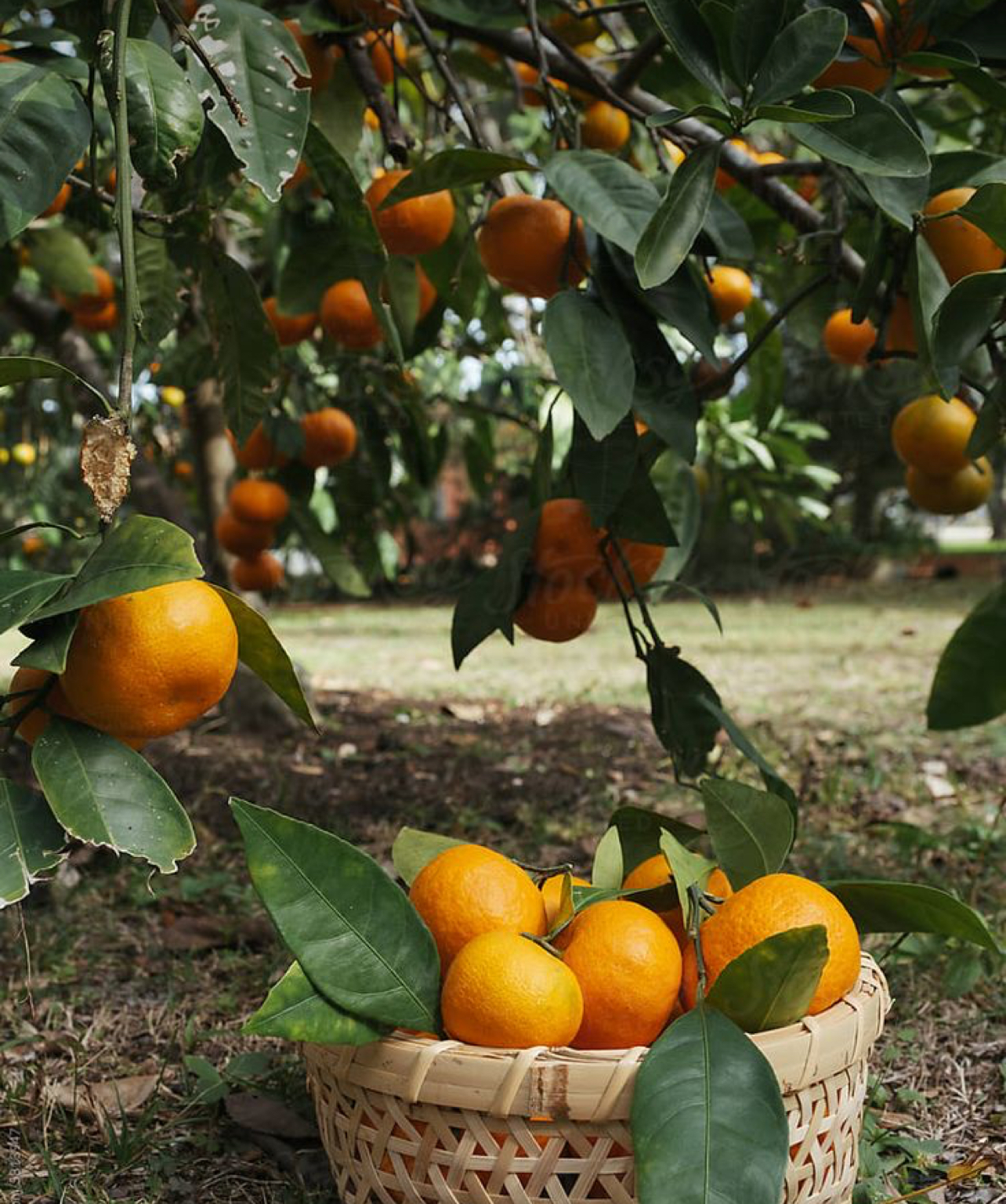 فروش نارنگی ژاپنی