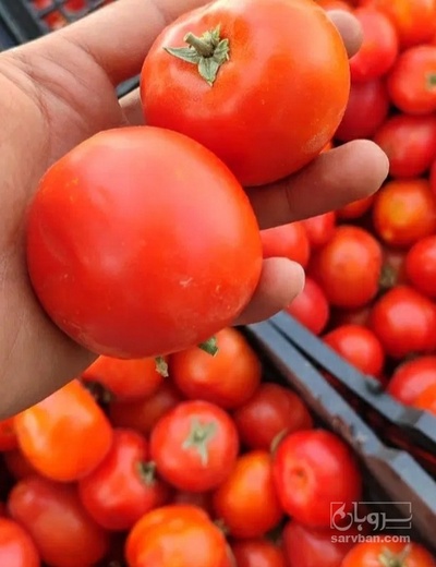 فروش گوجه فرنگی