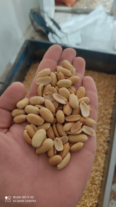 فروش بادام زمینی