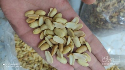 فروش بادام زمینی 2