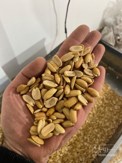 فروش بادام زمینی 3