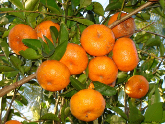 فروش نارنگی ژاپنی