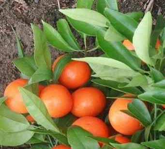 فروش نارنگی پیچ