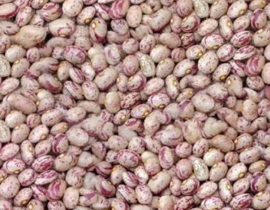 فروش لوبیا چیتی