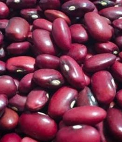 فروش لوبیا قرمز