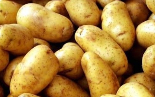 فروش سیب زمینی رانومی
