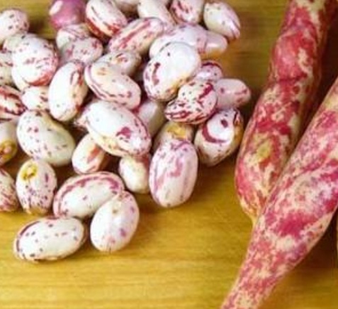 فروش لوبیا چیتی