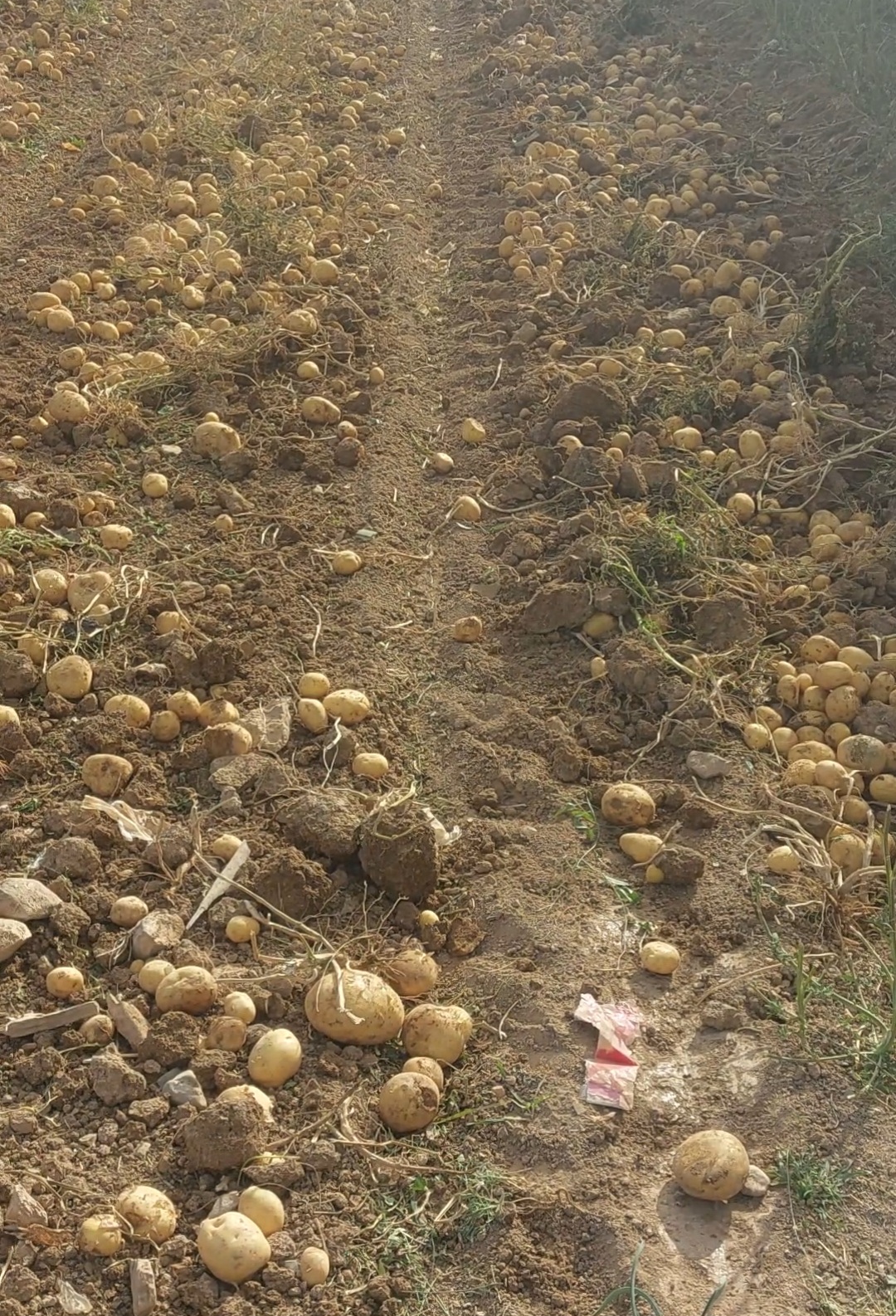 فروش سیب زمینی بذری ۱۴۰۳