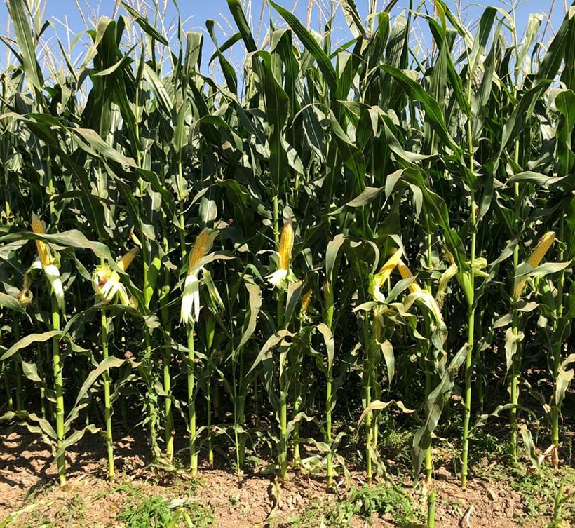 فروش ذرت علوفه ای