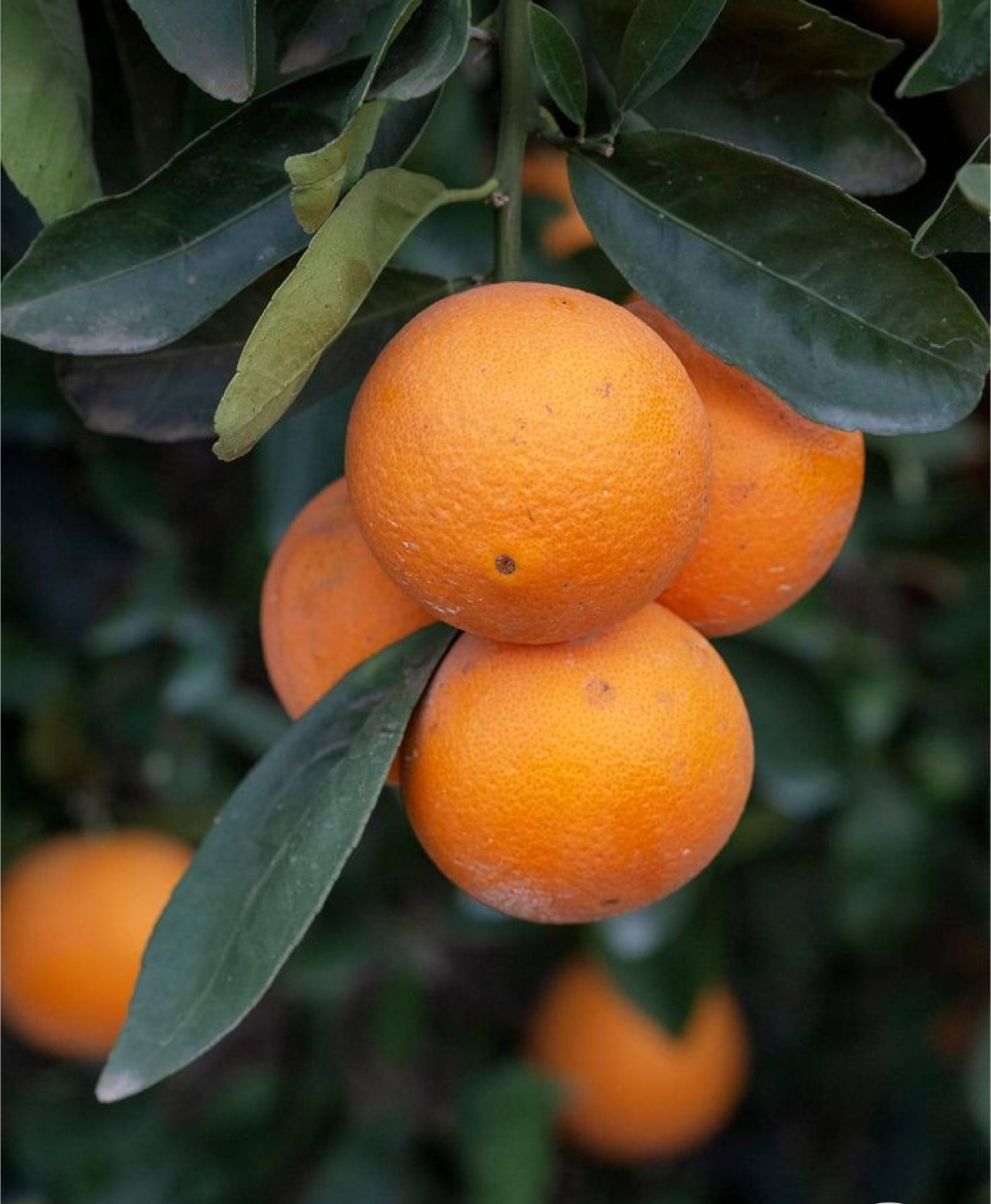 فروش پرتقال بیروتی