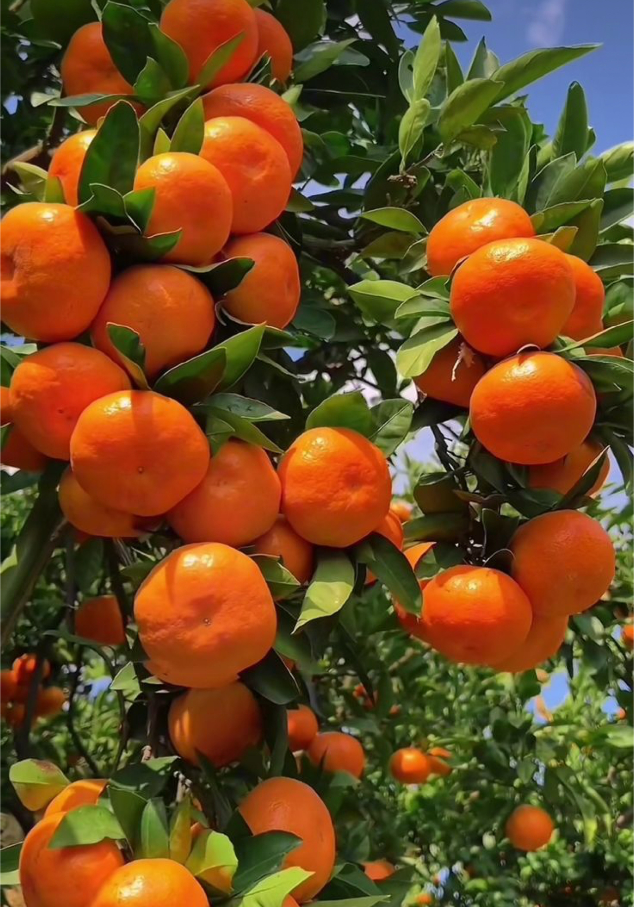 فروش نارنگی یافا