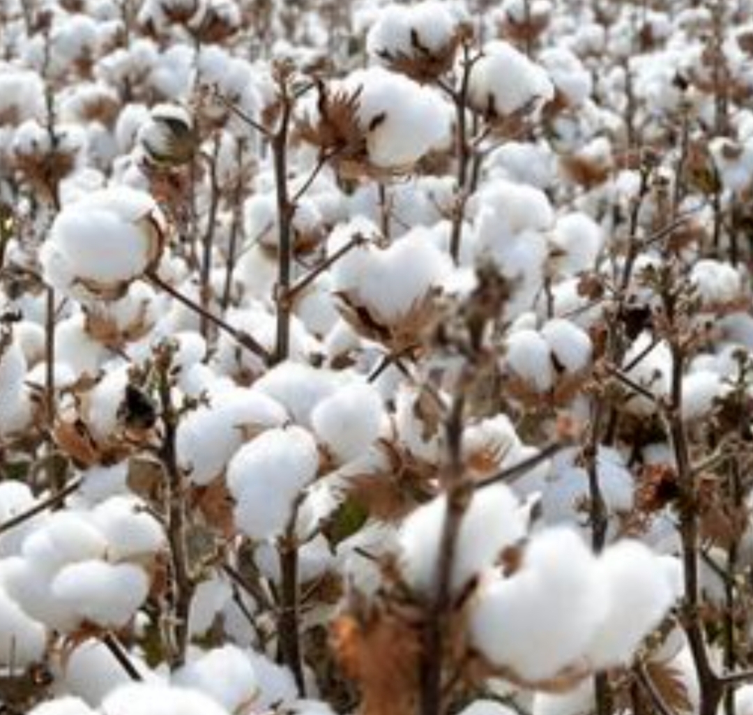 فروش پنبه