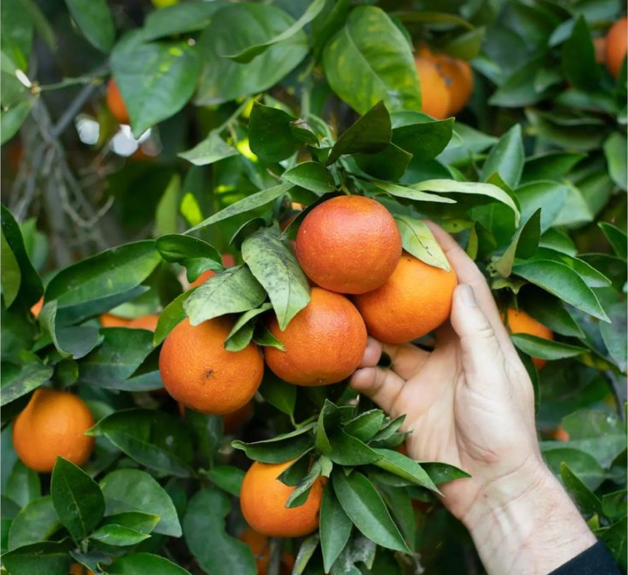 فروش پرتقال خونی