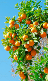 فروش پرتقال