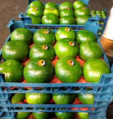 فروش نارنگی ژاپنی