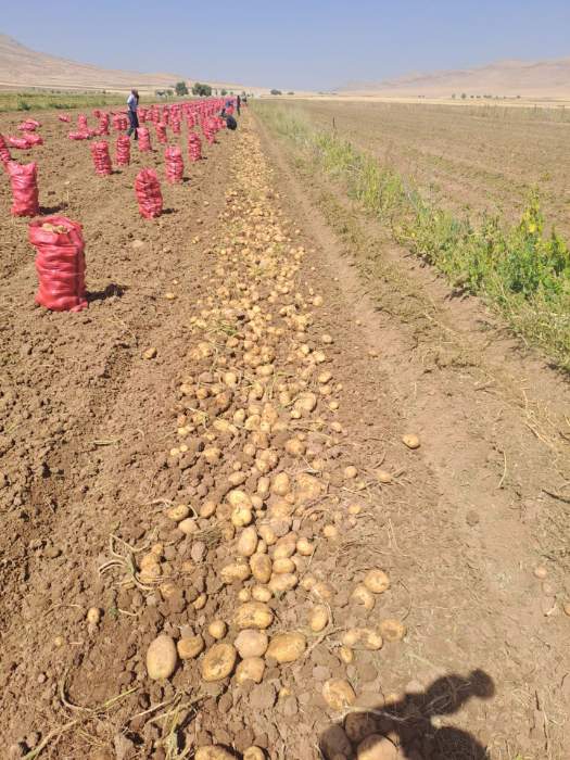 فروش سیب زمینی