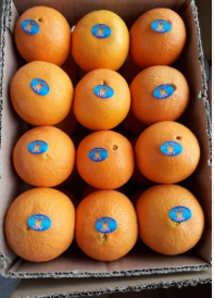 فروش پرتقال ناول