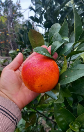 فروش پرتقال