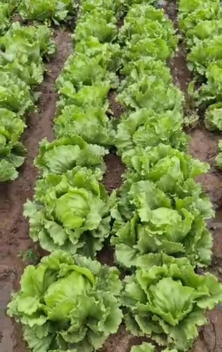 فروش کاهو ایسبرگ - آیسبرگ