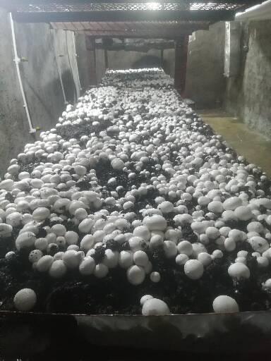 فروش قارچ دکمه ای