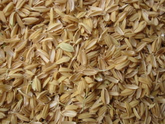 فروش  شالی برنج