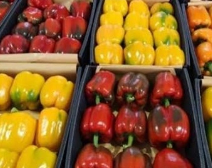 فروش فلفل دلمه ای