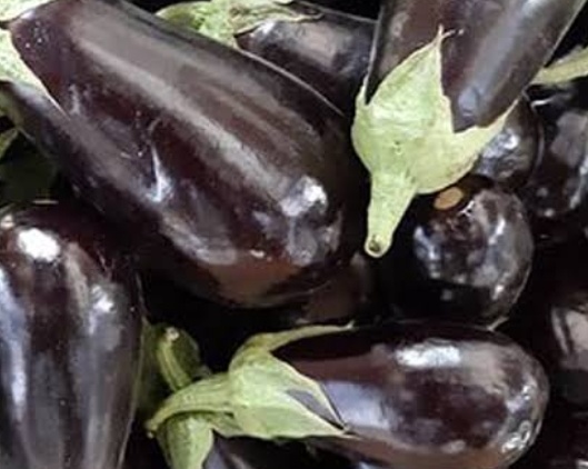 فروش بادمجان لامپی