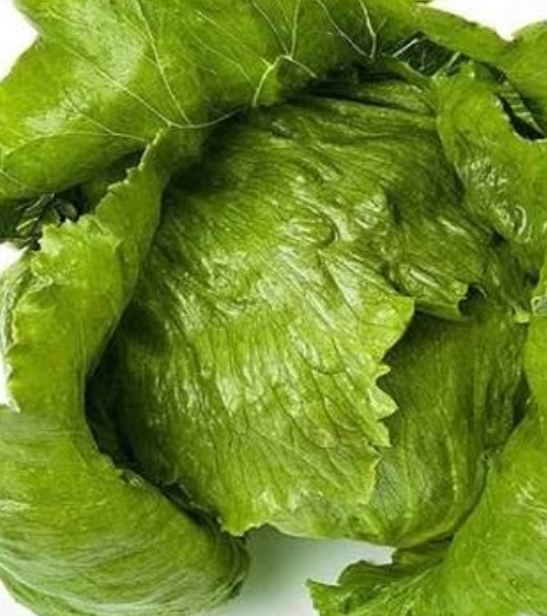 فروش کاهو ایسبرگ - آیسبرگ