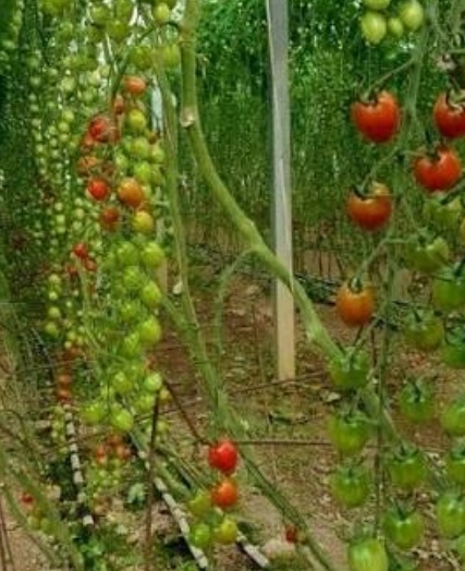 فروش گوجه فرنگی هایدروپونیک 4129