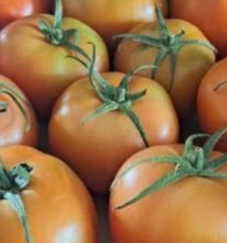 فروش گوجه فرنگی 4129خاکی