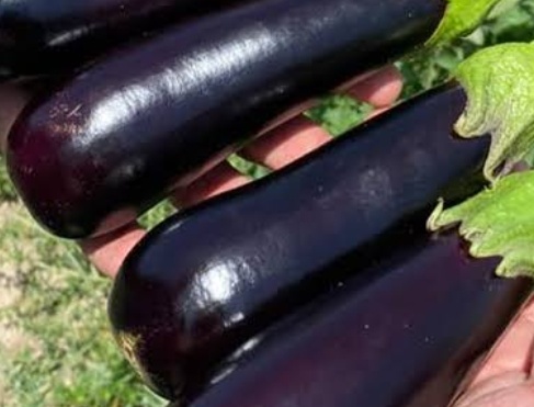 فروش بادمجان