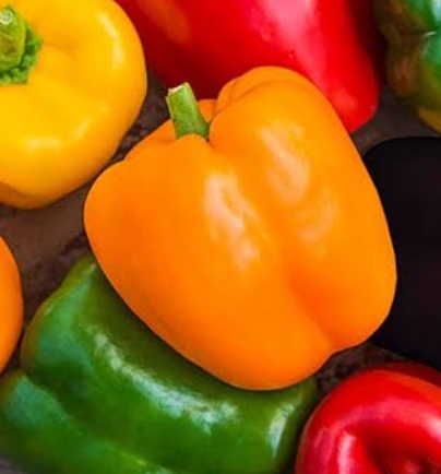 فروش فلفل دلمه ای