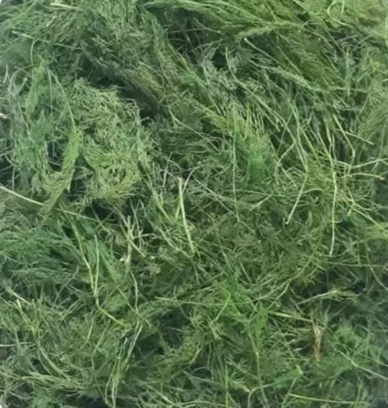 فروش شوید خشک (گیاه‌ دارویی)