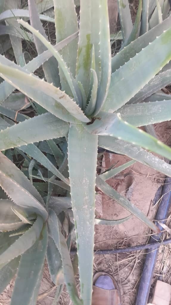 فروش آلوئه ورا (گیاه‌ دارویی)