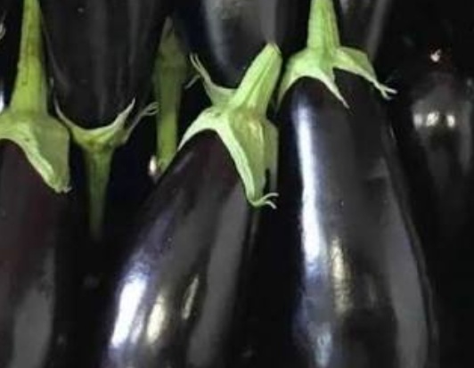 فروش بادمجان لامپی