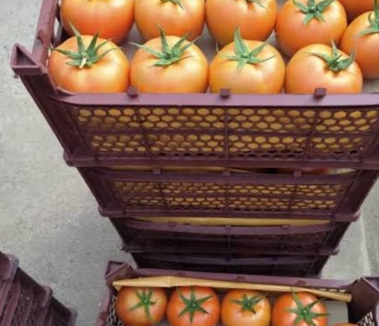 فروش گوجه فرنگی 4129