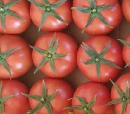 فروش گوجه فرنگی دافنیس